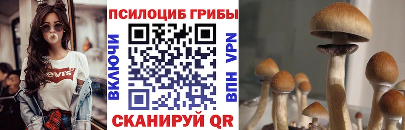 Псилоцибиновые грибы Cubensis  сайты даркнета формула  Вяземский 
